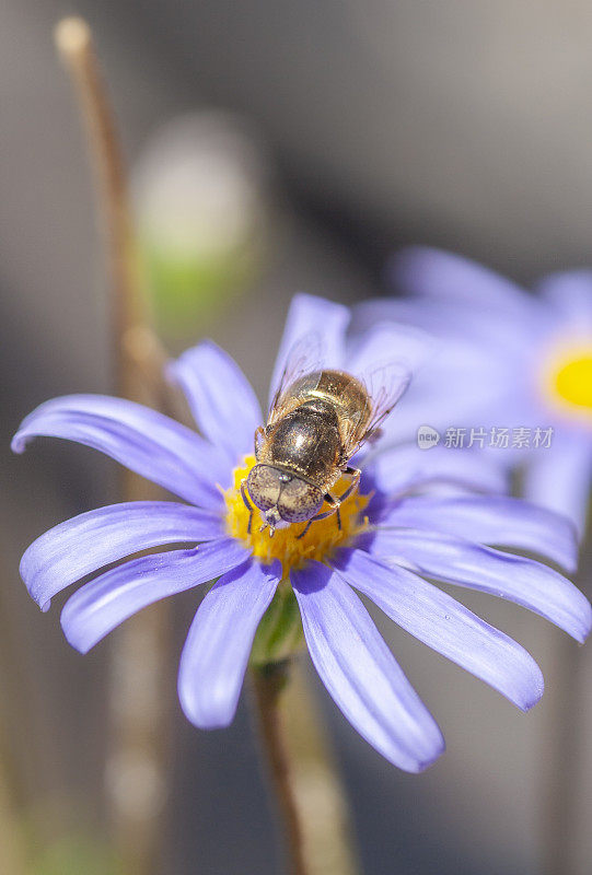 紫色雏菊中的Osmia caerulescens